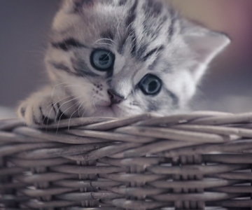 Thumbnail_Animals_Fernado_Wearecreators